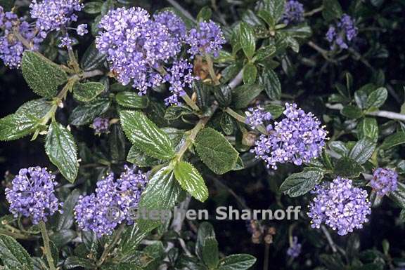 ceanothus lemmonii 1 graphic